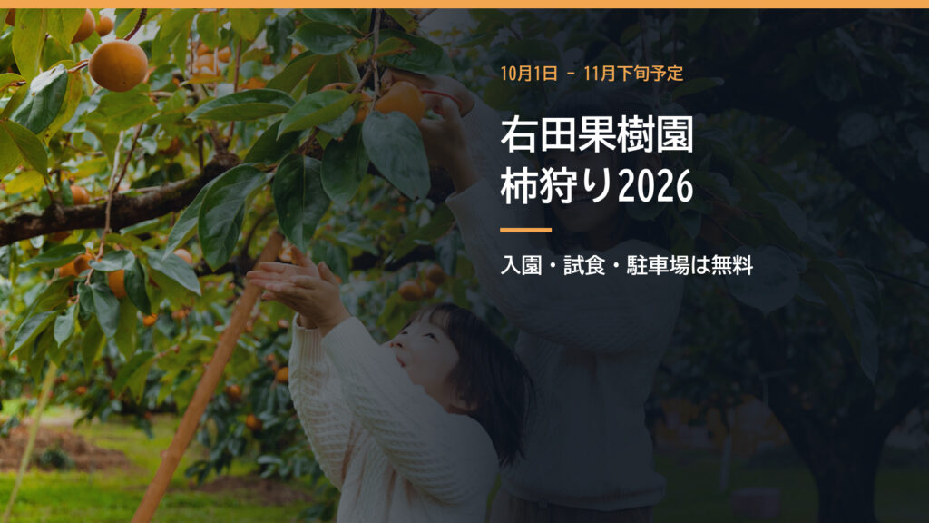 果樹園で柿を収穫する人