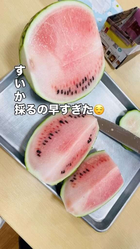切ってびっくり、スイカがまだ白かった！｜2種類の漬物にして楽しみましたの写真 1