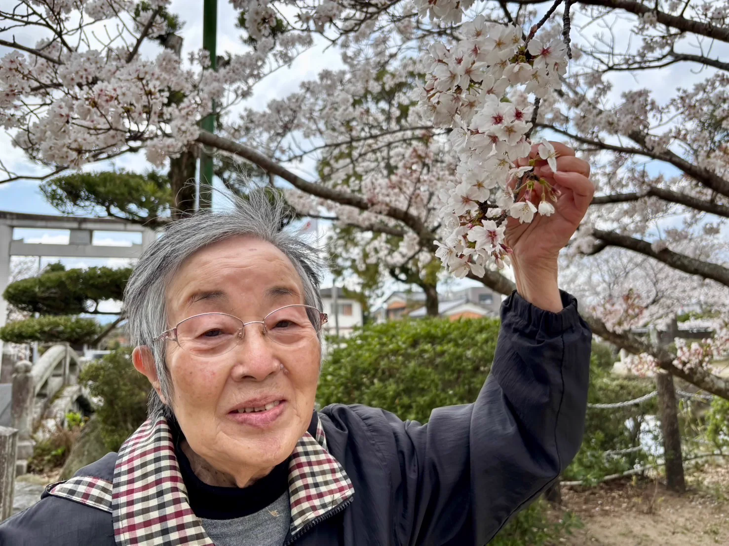 桜の枝に手を伸ばす入居者