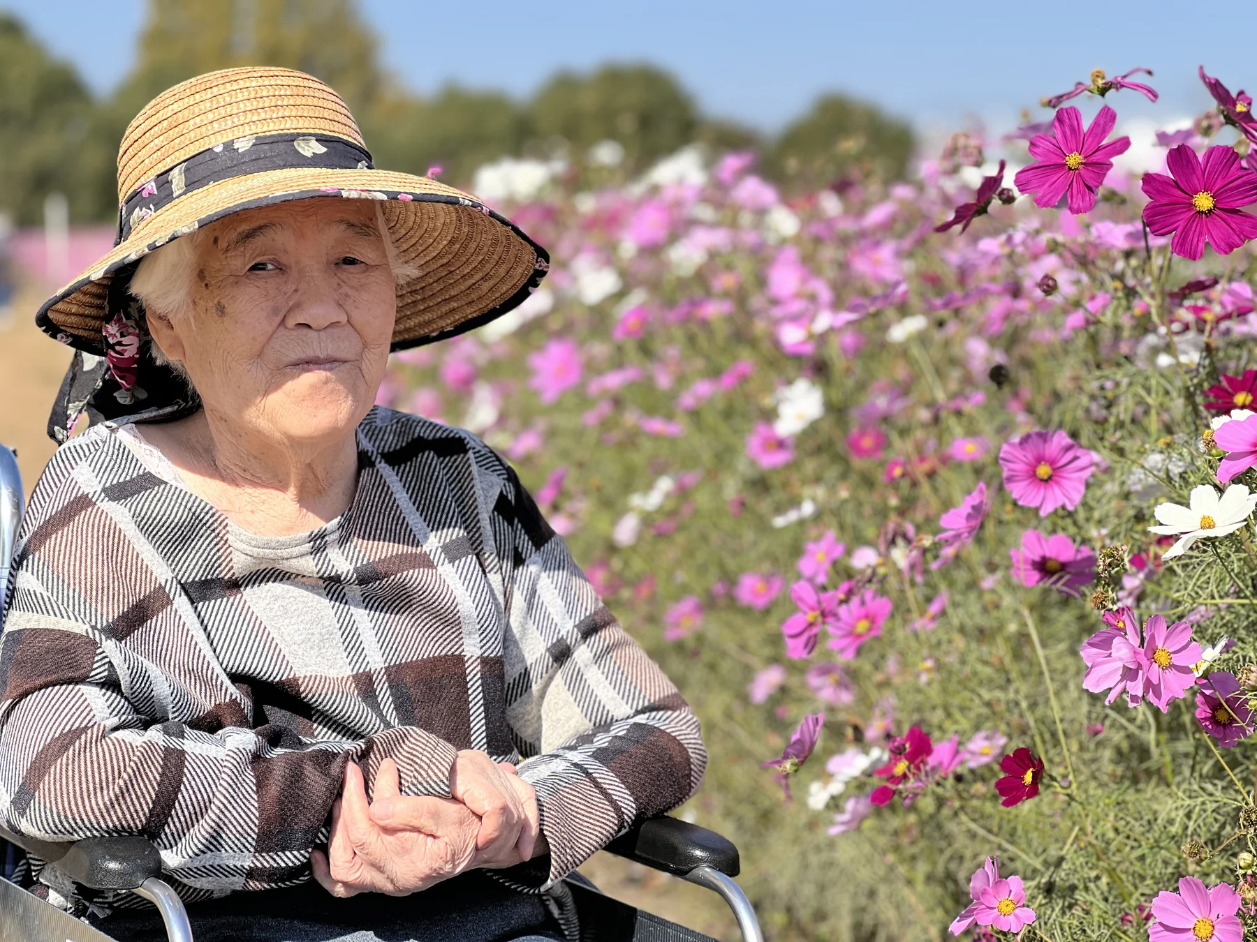 コスモス畑で季節の花を楽しむ入居者