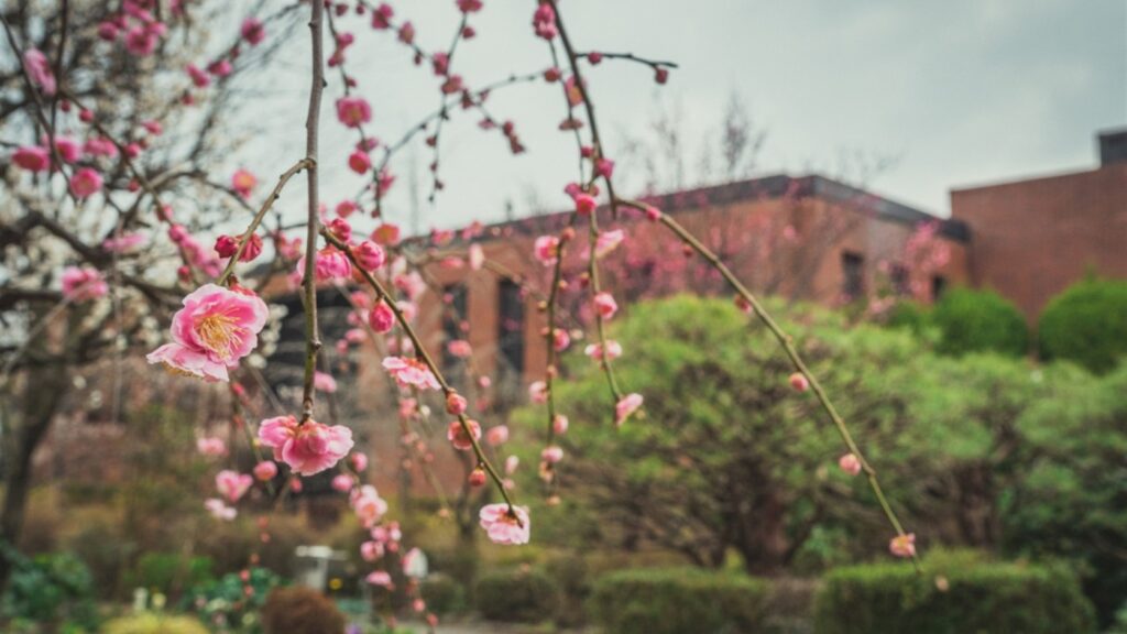 梅の花越しに見る石橋文化センターの建物